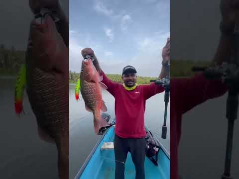 Caught a good size #mangrovesnapper from #kerala #river #youtubeshorts #shorts