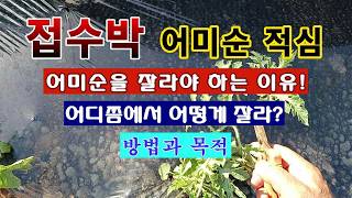 [텃밭농부 2,266]  접수박 어미순 적심하는 목적과 방법 설명! #수박재배