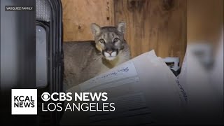 Mountain lion feasts on Hesperia family's turkey before taking a nap in their shed