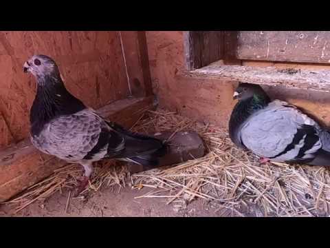 A Tour of a Thief Pouter Pigeon Loft