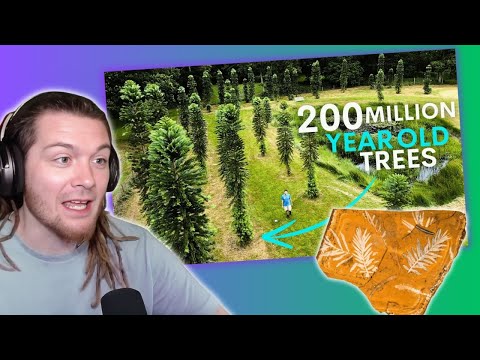 American Reacts to Australia's Dinosaur Trees are Thriving in Britain - here's why
