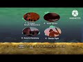 New Line Cinema Brother Bear DVD Menu Walkthrough 2004