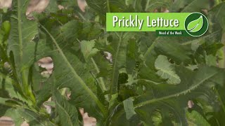 Weed of the Week #1016 Prickly Lettuce (Air Date 9-24-17)