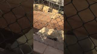 preview picture of video 'Lion in bahria enclave zoo'