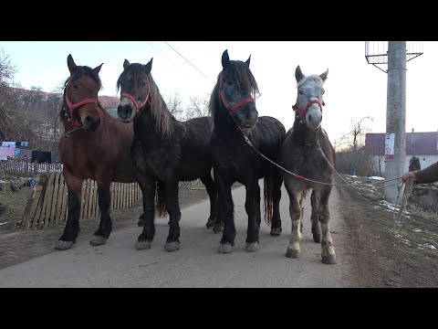 Caii lui Marius de la Tamasa, Salaj - 2020 Nou!