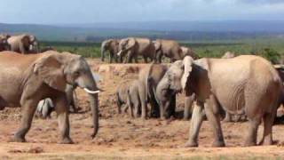preview picture of video 'Elephants At The Waterhole'