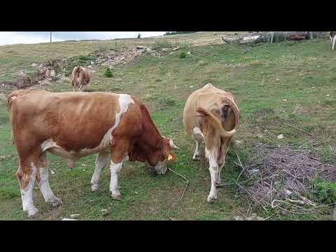 Cows grazing and cow bells in Rodnei mountains