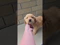 Golden Retriever dogs for sale: Hunter - Video 1