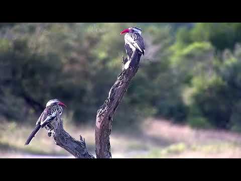 Djuma: Two Red-billed Hornbills on the bush stump - 07:06 - 04/19/2022