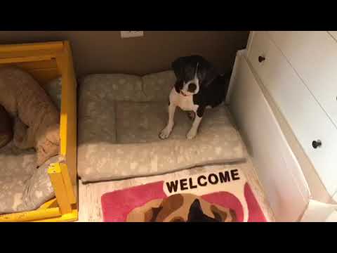 Adopt Mary’s Doggies - Sona good with people and dogs