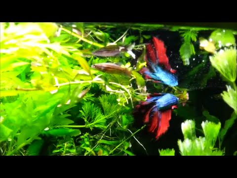 Relaxing Planted Tank Aquarium with Baby Bettas