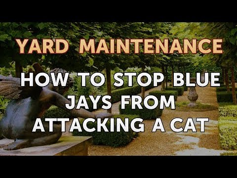How to Stop Blue Jays from Attacking a Cat