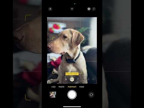 Still taking your pet photos like this?