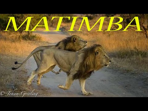 The story of the Matimba coalition of male lions