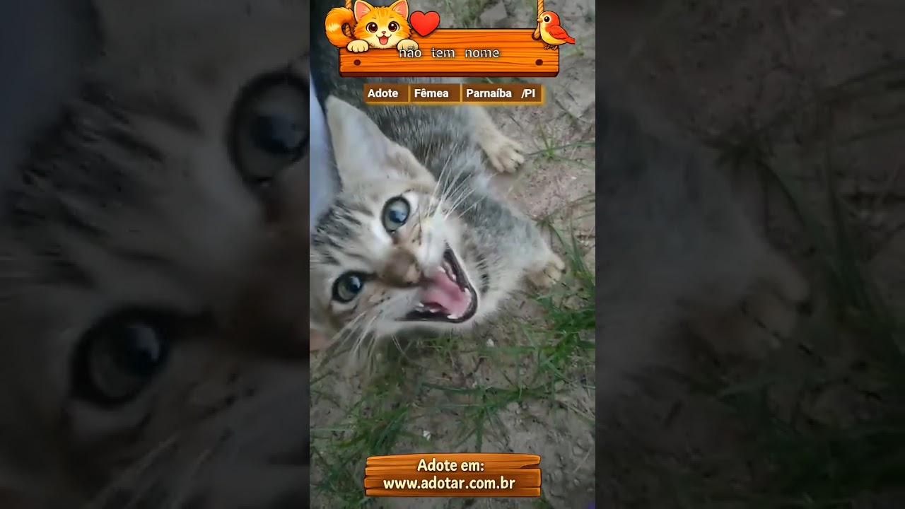 Gato raça SRD-ViraLata idade Abaixo de 2 meses nome não tem nome