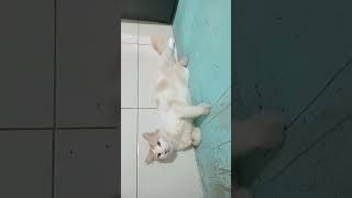 Good night boss..... #shortsvideo #cat #petsunited #viral #cat #cutecat #viralvideo #pets