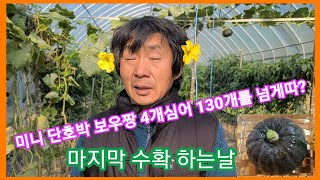 미니단호박 보우짱 4개심어 최 다수확 마지막 따는날~귀농귀촌 전원일기 인간극장 주말농장 텃밭~