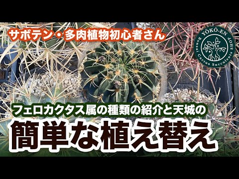 園芸 老人のひげ、クモユキノシタ、ストロニフェラスユキノシタ