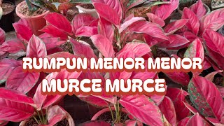 Download lagu Aglaonema Ekomomisan #ornamentalplants mp3