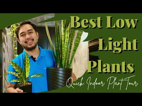 Quick Indoor Plant Tour (Best Low Light House Plants)