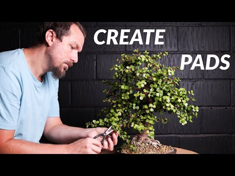 How to Shape Branches of an Indoor Bonsai (Dwarf Jade)