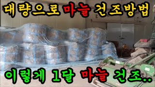 대량으로 마늘을 건조할때 사용하는 방법