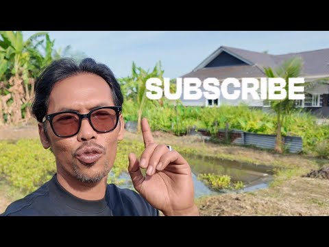 Projek Kebun Belakang Rumah Kampung #kampung 