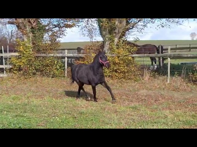 hongre PFS 3 ans non débourré