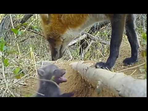 Baby Foxes (kits) Getting Called To Breakfast