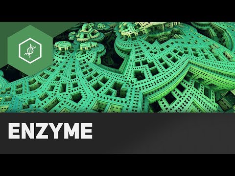 Enzyme — einfach erklärt