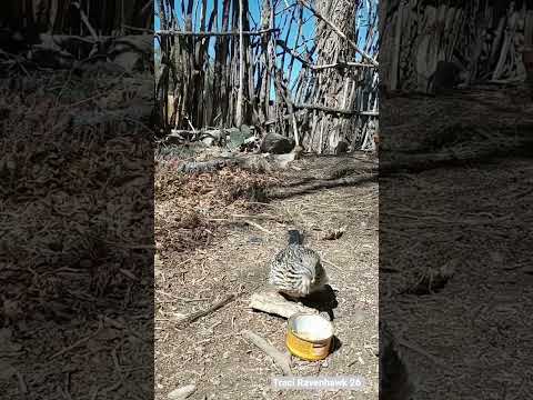 Special Needs Roadrunner Eats Chicken 3/18