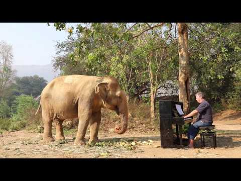 "Breakfast Music for Blind Elephant"