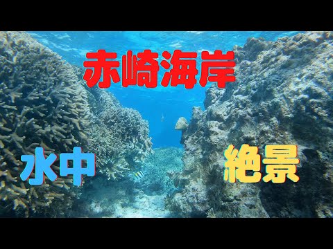 【ヨロン島紹介】赤崎海岸水中