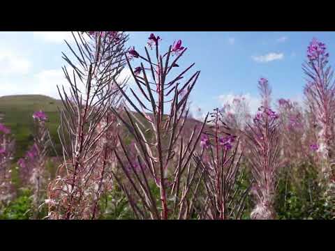 Nature sounds with peaceful music / crickets, bugs and the rustle of grass