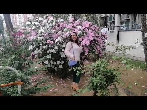 SAN TIN FLOWER FIELD //YUENLONG//ELONA