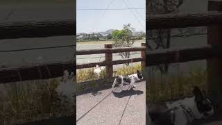 『こんなに良い天気のお散歩は最高だね😊』"The weather is so nice, this walk is the best!"　#shorts