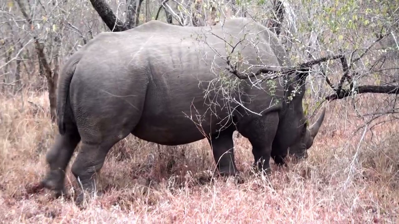 Thorneybush   A 130809