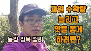 감귤재배 과일 다수확과 당도와 맛을 좋게하는 조건은?