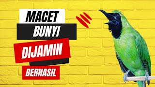Download lagu PASTI IKUT GACOR! Pancingan cucak ijo MACET BUNYI 100% BERHASIL mp3