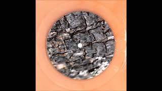 Christian Bloch - Diana [KNT-11]