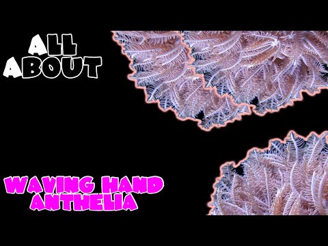 All About The Waving Hand Anthelia