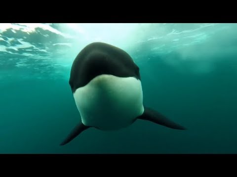 [10 Hours] Orca Killer Whales Chasing - Video & Whalesong [1080HD] SlowTV