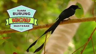 Download lagu SUARA SRIGUNTING SIPENGUASA HUTAN GACOR, NYARING DAN MERDU mp3