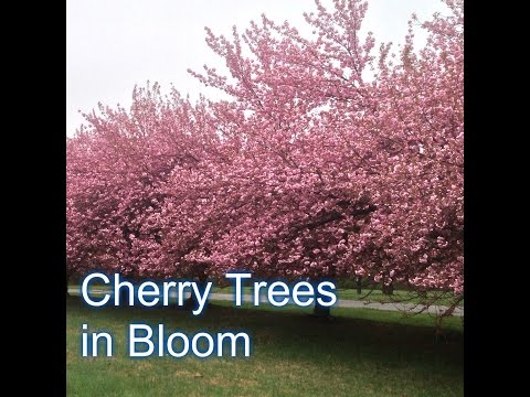 download lagu mp3 mp4 When Do Cherry Trees Bloom, download lagu When Do Cherry Trees Bloom gratis, unduh video klip When Do Cherry Trees Bloom