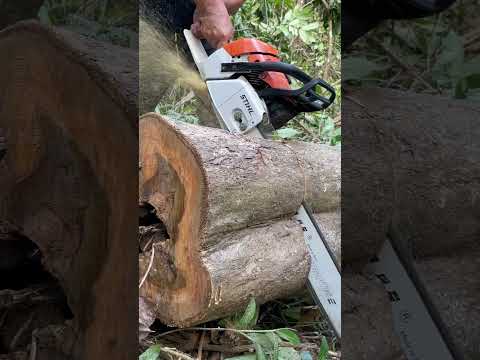 Stihl chainsaw cut tree#ms382