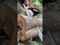 Stihl Chainsaw Cut Tree Ms382