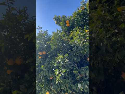 Una vida plena, en un entorno natural y con un clima excelente es posible en Argentina!