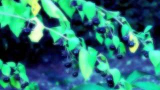 Siouxsie and the Banshees - Belladonna