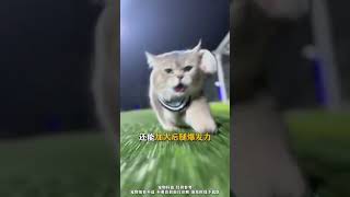 Download lagu #kitty#Scientific pet care tips#Experience sharing on keeping cats#Cat owner mp3 Download lagu #kitty#Scientific pet care tips#Experience sharing on keeping cats#Cat owner mp3