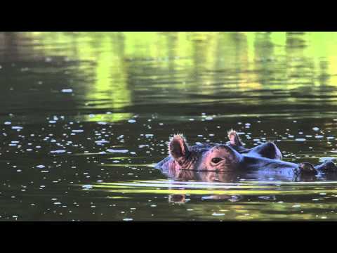 Hippo Semi-submerged